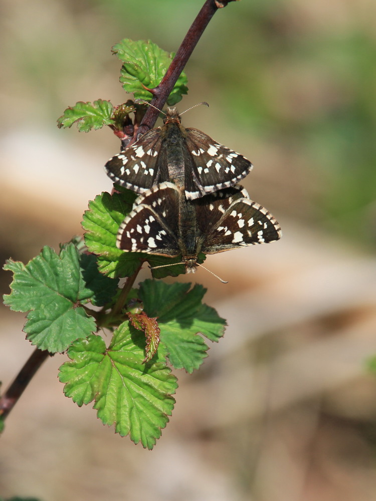 チャマダラセセリ　　交尾シーン二連発　　2012.5.5.茨城県_a0146869_8185935.jpg