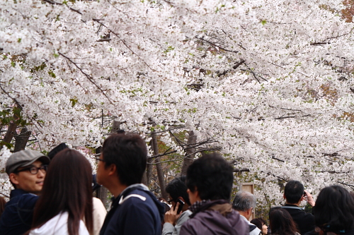 北海道神宮にて満開の桜を見る 札幌日和下駄