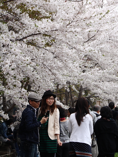 北海道神宮にて満開の桜を見る 札幌日和下駄