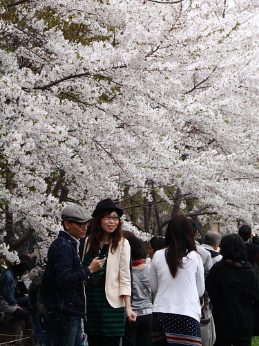 北海道神宮にて満開の桜を見る_b0103470_17534584.jpg