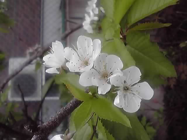昨日の庭の花達。_d0159273_5594547.jpg