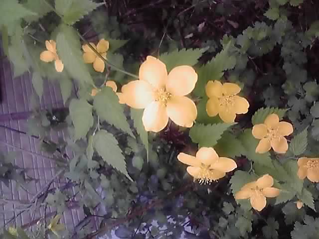 昨日の庭の花達。_d0159273_601948.jpg