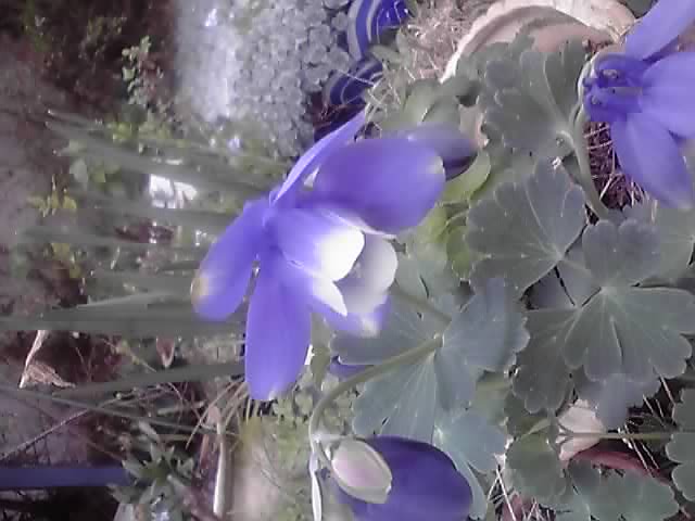 昨日の庭の花達。_d0159273_603273.jpg