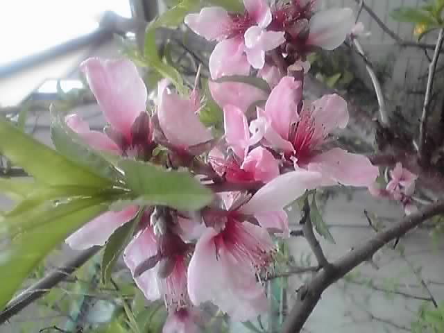 昨日の庭の花達。_d0159273_60369.jpg