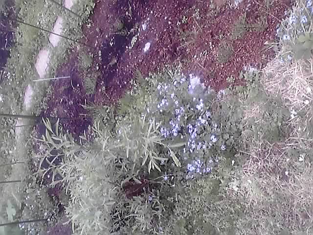 昨日の庭の花達。_d0159273_604733.jpg