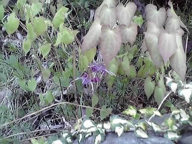 昨日の庭の花達。_d0159273_611716.jpg