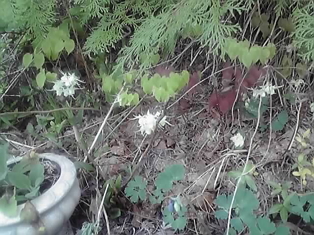 昨日の庭の花達。_d0159273_61431.jpg