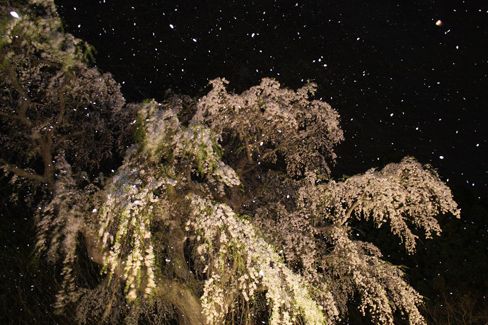 夜桜 夜の桜吹雪 In My Life