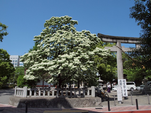 金神社のナンジャモンジャの木 自然風の自然風だより