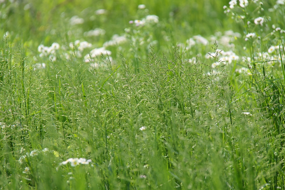 5月の風にそよぐ　― ナガハグサ？ ―_e0249878_2234291.jpg