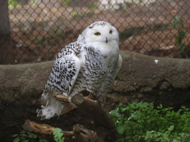 コーヒーブレーク　　横浜動物園ズーラシア　　　シロフクロウ_a0085679_9175465.jpg