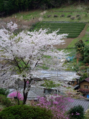 春の陣馬山　〜4月22日(日)〜　その⑤_a0043982_1635650.jpg