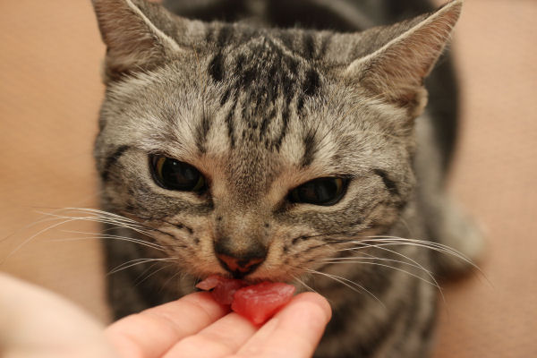 レオンさんの大好物 愛しき猫にゃん レオンさんの大好物 愛しき猫にゃん