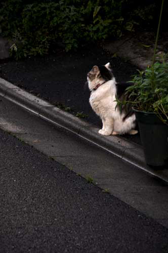 中平卓馬 なぜ 植物図鑑か も読み出す 猫額洞の日々 中平卓馬 なぜ 植物図鑑か も読み出す 猫額洞の日々