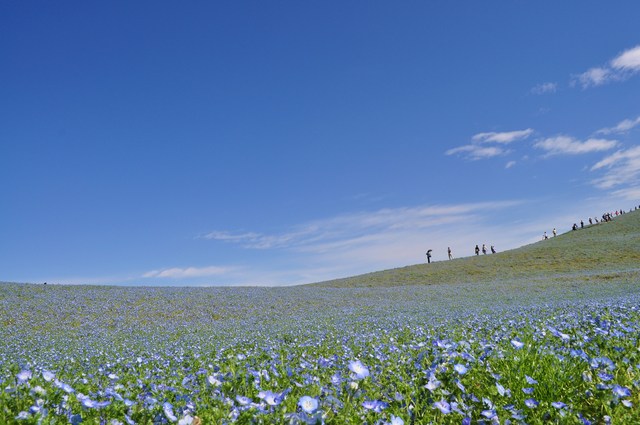 ネモフィラの丘2012_a0126590_9222995.jpg