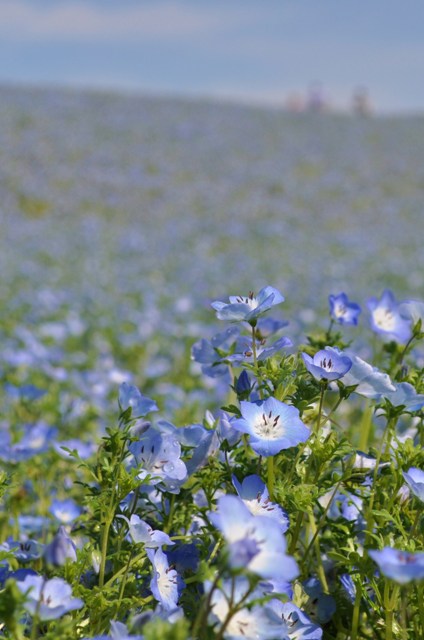 ネモフィラの丘2012_a0126590_9241499.jpg