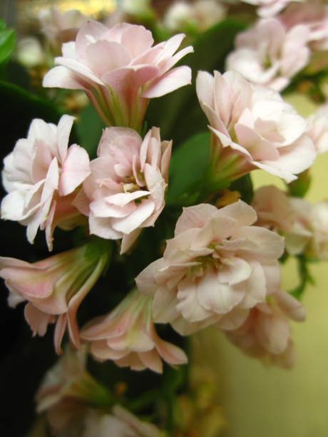 季節の花 矢車草 Joie De Vivre 季節の花 矢車草 Joie De Vivre