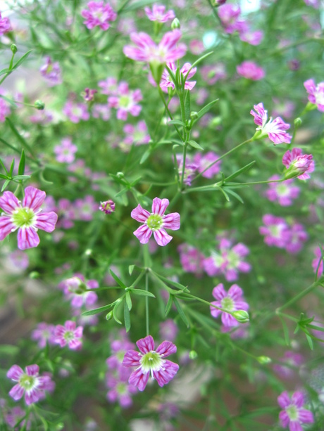 季節の花　矢車草_d0224596_9375150.jpg