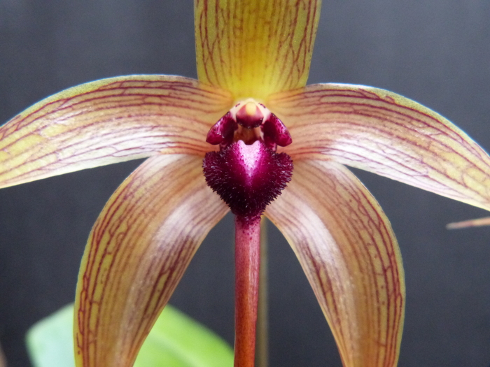 程度極上T♪洋蘭 Bulbophyllum echinolabium f.s/a`Taka\' OG 洋ラン ラン