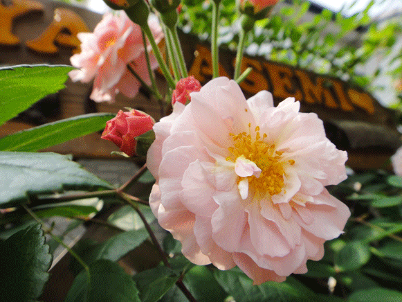 b0240299_15341199.gif