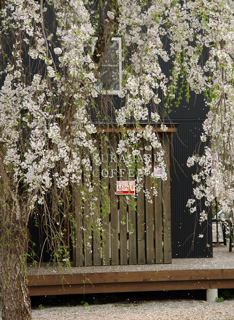 桜の小京都　角館_a0184303_22253276.jpg