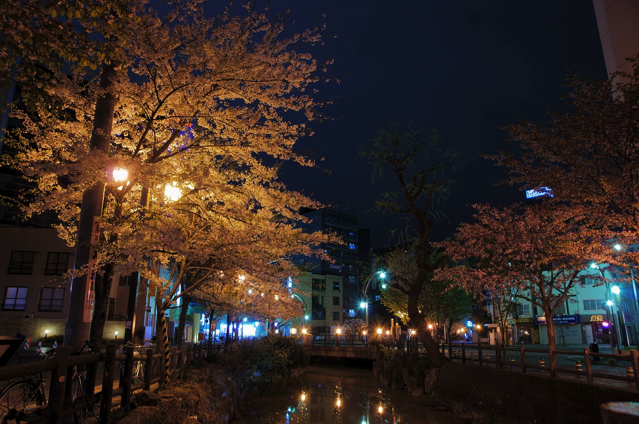 鴨々川の夜桜_b0225108_22535477.jpg