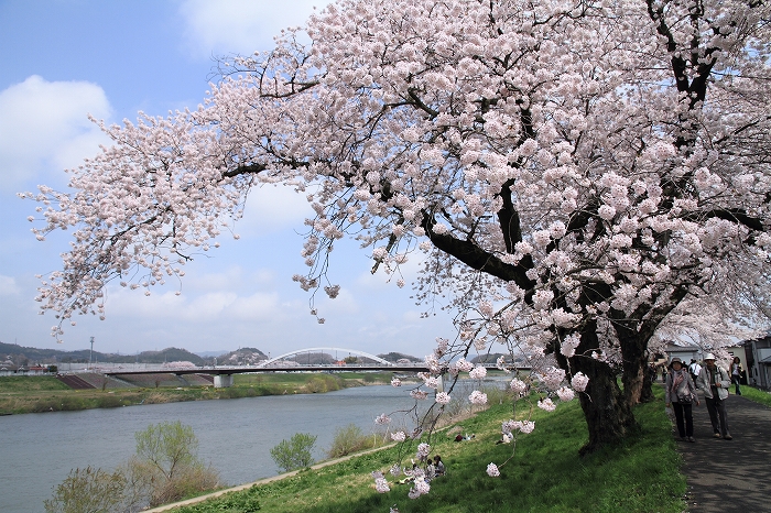 一目千本桜満開の日（４月２５日）_c0200810_2158191.jpg