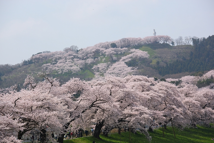 一目千本桜満開の日（４月２５日）_c0200810_222455.jpg