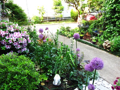 アリウムギガンチウムが咲いた Daisy Bee の多肉でガーデニング アリウムギガンチウムが咲いた Daisy Bee の多肉でガーデニング