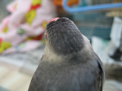 d0006812_124090.jpg