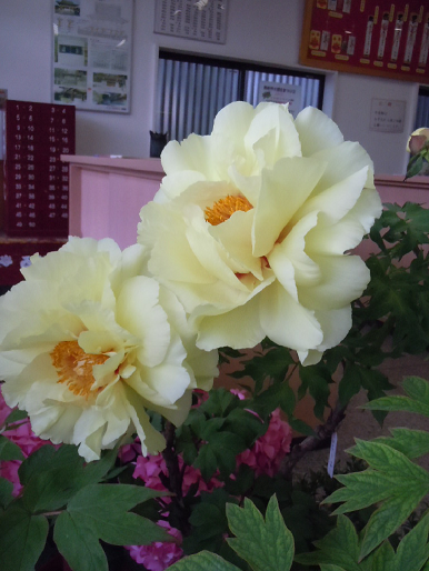 c0101913_1232343.png