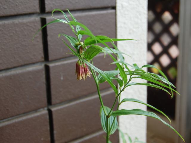唐竹蘭（トウチクラン） : めずらしい花