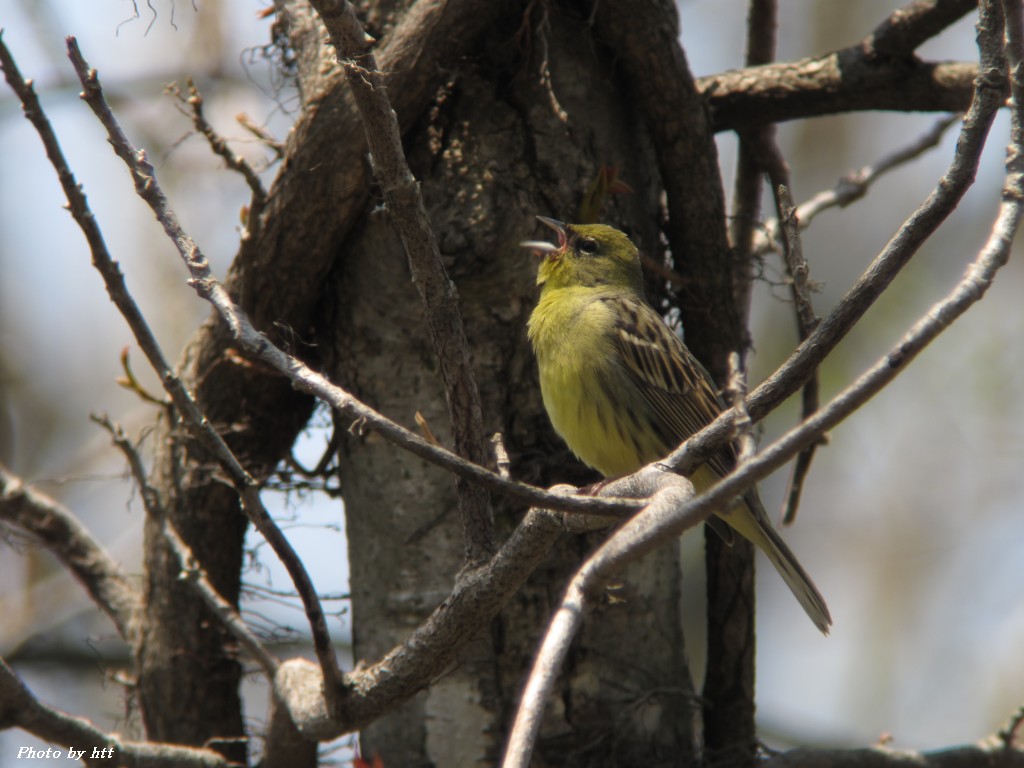 2012年5月7日　田谷地沼の野鳥_f0148627_2319543.jpg