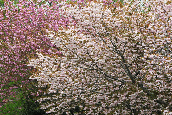 八重桜(1)_c0182231_11121855.jpg
