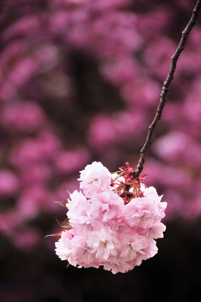 八重桜(3)_c0182231_1127563.jpg