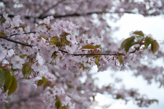 桜、満開だけど残念な天気_c0051132_2161135.jpg