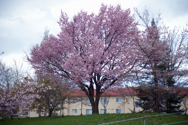 桜、満開だけど残念な天気_c0051132_217762.jpg
