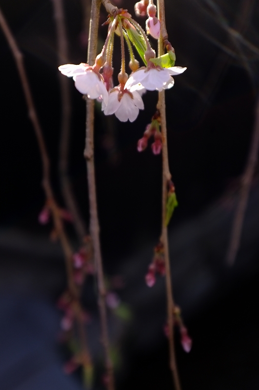 桜と肴と酒が呼んでる角館　東北ロケハンツーリング　DAY3後半_f0050534_9391890.jpg