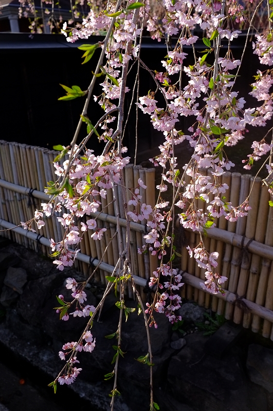 桜と肴と酒が呼んでる角館　東北ロケハンツーリング　DAY3後半_f0050534_9395039.jpg