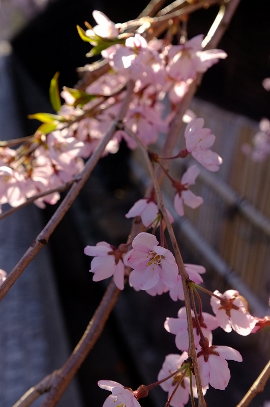 桜と肴と酒が呼んでる角館　東北ロケハンツーリング　DAY3後半_f0050534_940217.jpg