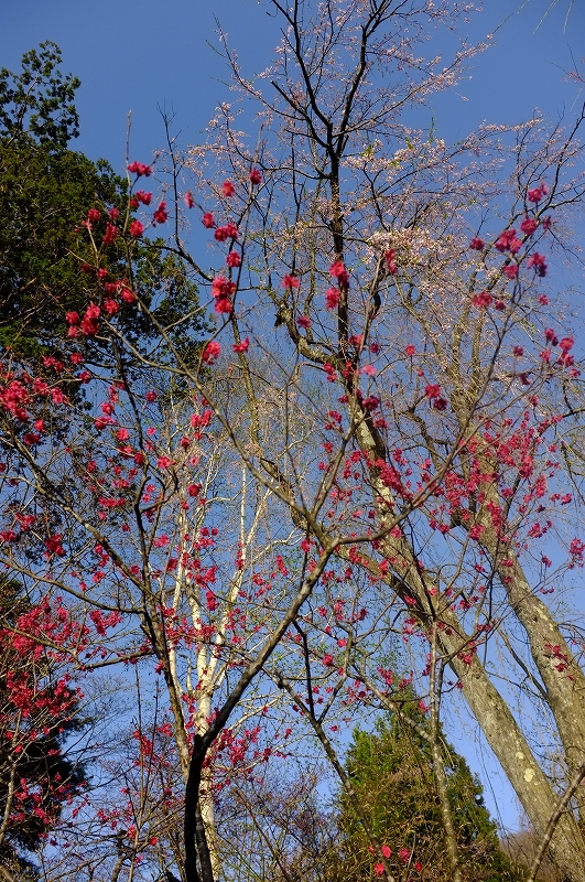 桜と肴と酒が呼んでる角館　東北ロケハンツーリング　DAY3後半_f0050534_9402563.jpg