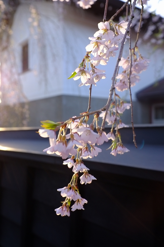 桜と肴と酒が呼んでる角館　東北ロケハンツーリング　DAY3後半_f0050534_9411639.jpg