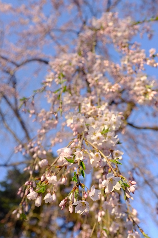 桜と肴と酒が呼んでる角館　東北ロケハンツーリング　DAY3後半_f0050534_9413160.jpg