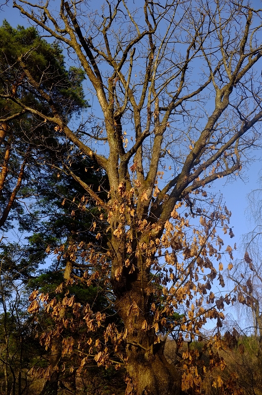 桜と肴と酒が呼んでる角館　東北ロケハンツーリング　DAY3後半_f0050534_9415055.jpg