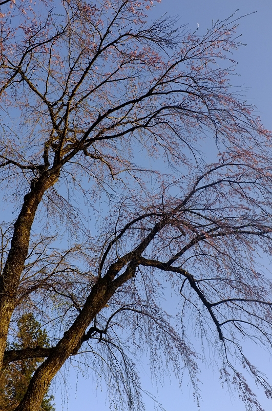 桜と肴と酒が呼んでる角館　東北ロケハンツーリング　DAY3後半_f0050534_9422381.jpg