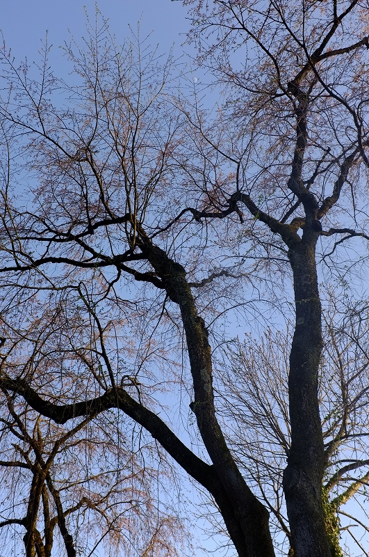 桜と肴と酒が呼んでる角館　東北ロケハンツーリング　DAY3後半_f0050534_942815.jpg