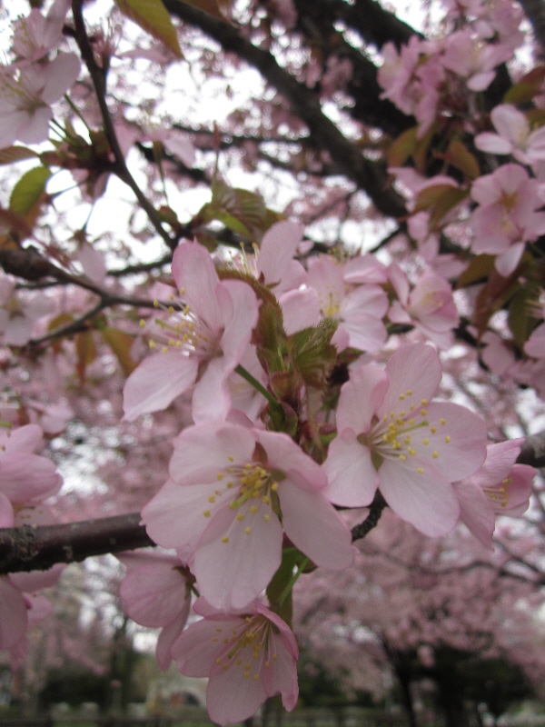 桜便り（３）　雨の福住小川公園_c0234938_154617.jpg