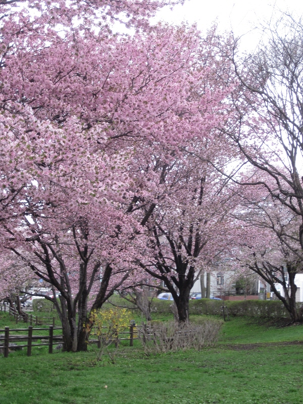 桜便り（３）　雨の福住小川公園_c0234938_184386.jpg