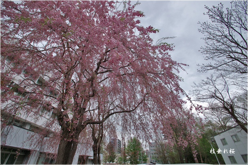 街中の桜_a0112747_21302377.jpg