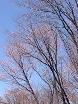 e0106251_11875.jpg